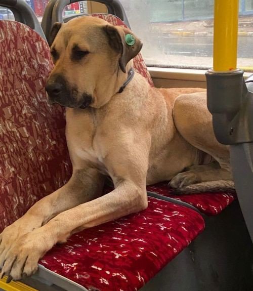 Urban dog Boji travels on İstanbul&#39;s public transport system: 29 stations in a day - english